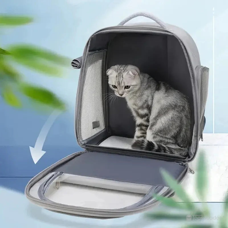 sac a dos chat transparent ouvert avec un chat gris Ă lâintĂ©rieur, montrant lâespace spacieux et lâaccĂšs facile pour lâanimal