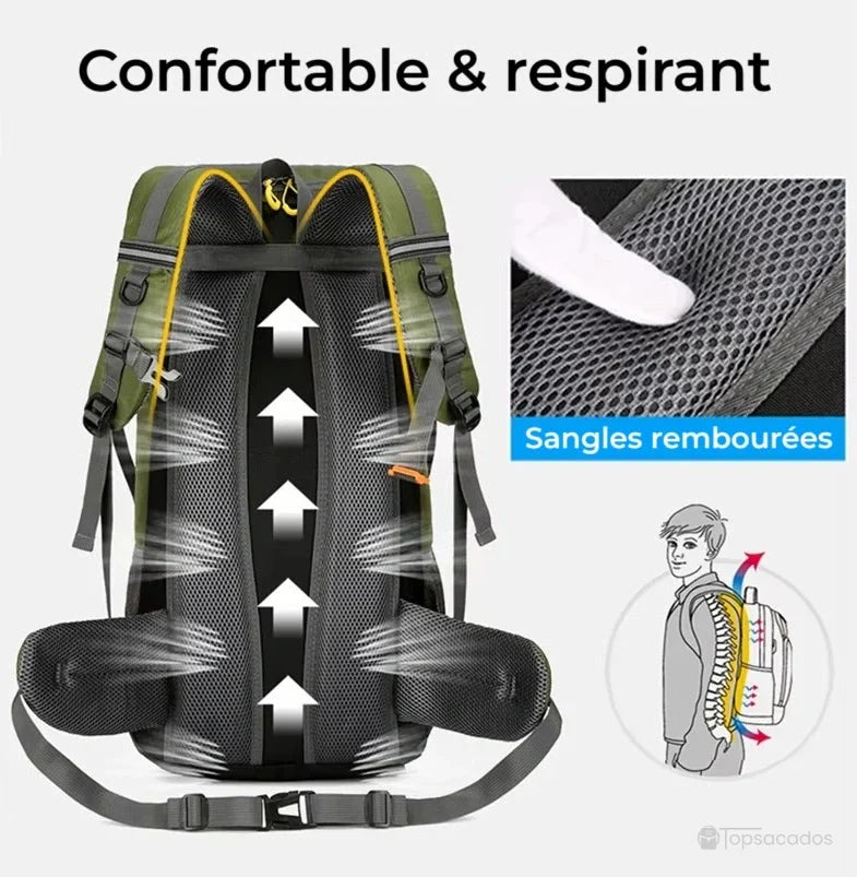 Sac à dos randonnée 50 litres vert vu de dos avec système de ventilation dorsal et sangles épaisses rembourrées, sur fond blanc.