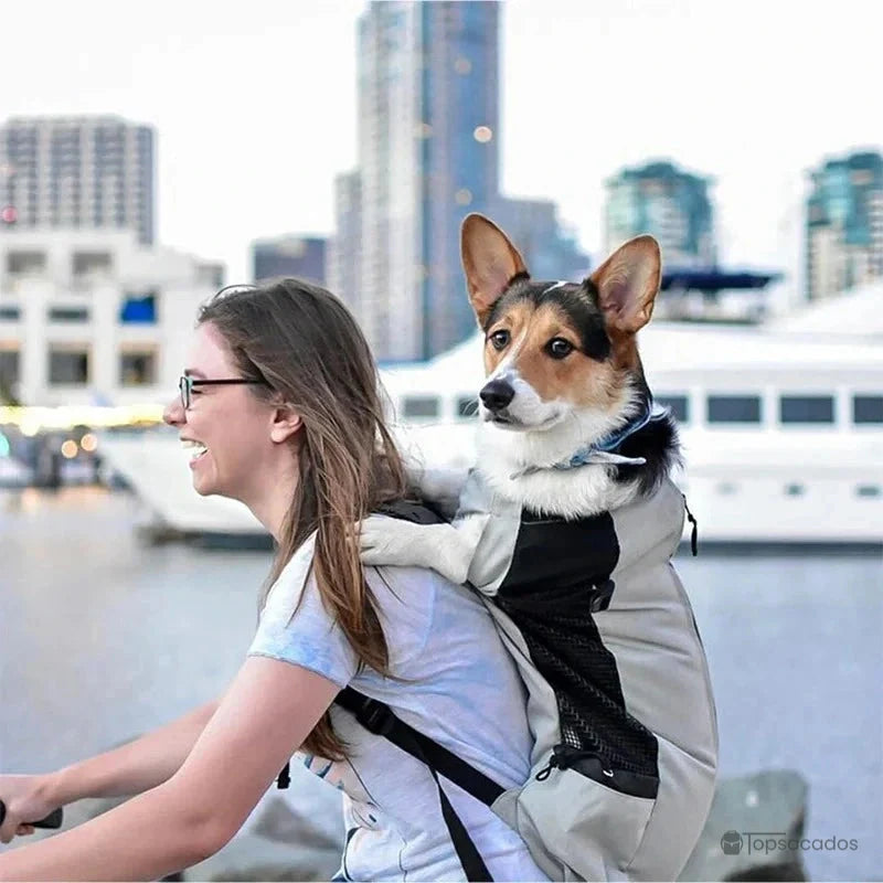sac a dos chien porté par une femme à vélo avec un chien corgi à bord, en ville près d'un port